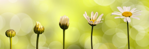 Mindful Selfcompassion