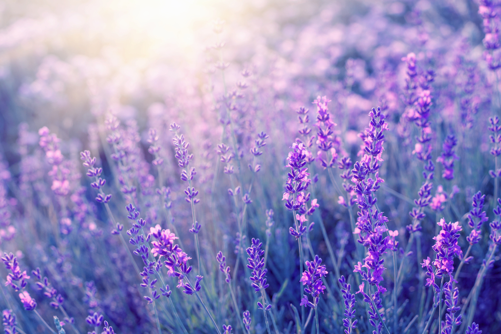 Mindful Self-Compassion